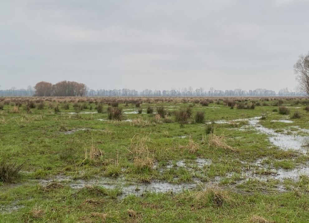 Drained peatland in Brandenburg is often used for agriculture and as grassland.